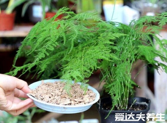 为什么家里不能养文竹,能养不仅招财旺运还能净化空气