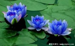 唯有健康最珍贵句子，身体是底线是革命的