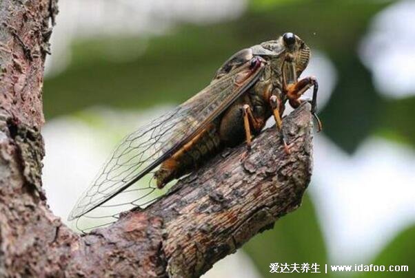 蜗牛是益虫还是害虫,农业方面是害虫但是食用药用历史有千年