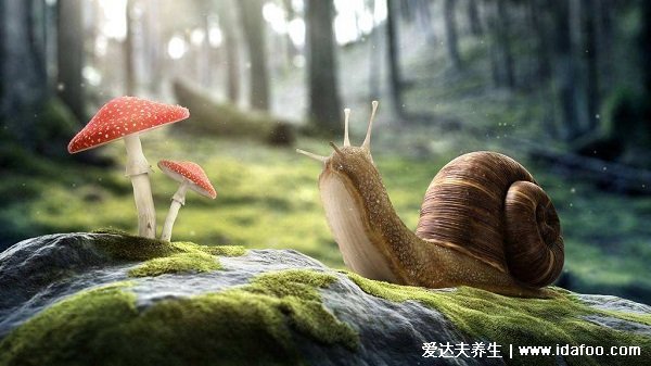 蜗牛是益虫还是害虫,农业方面是害虫但是食用药用历史有千年