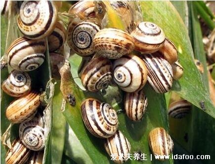蜗牛是益虫还是害虫,农业方面是害虫但是食用药用历史有千年