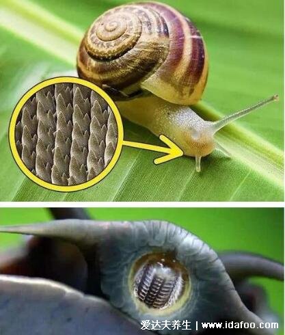 蜗牛有多少颗牙齿,25600颗长在舌头上(放大图牙齿最多的动物)