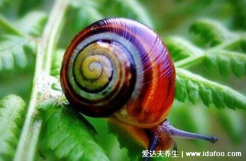 蜗牛有多少颗牙齿,25600颗长在舌头上(放大图牙齿最多的动物)