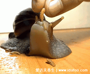 蜗牛有多少颗牙齿,25600颗长在舌头上(放大图牙齿最多的动物)