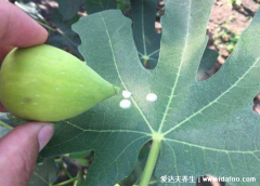 无花果汁液的作用，治疗扁平疣还能防癌抗