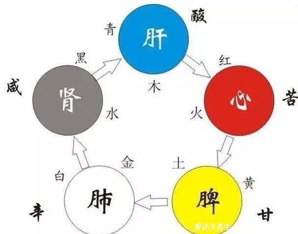 五行五脏六腑相生相克顺口溜,五脏与五行之间的相生关系