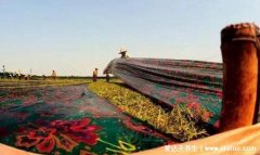 香云纱是什么面料对人体有什么好处,有皮