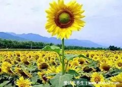 向日葵为什么不能送人,植株高大且花语是
