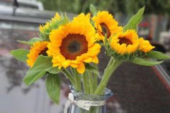 向日葵为什么不能送人,花语太容易让人误