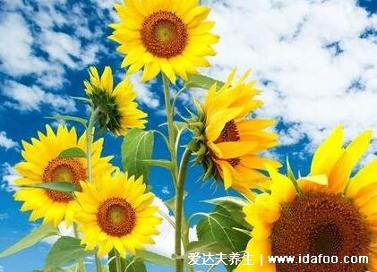 向日葵为什么不能送人,植株高大且花语是沉默的爱(可送喜欢的人)