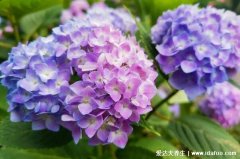 绣球花为什么又叫死人花，绣球花的花语寓