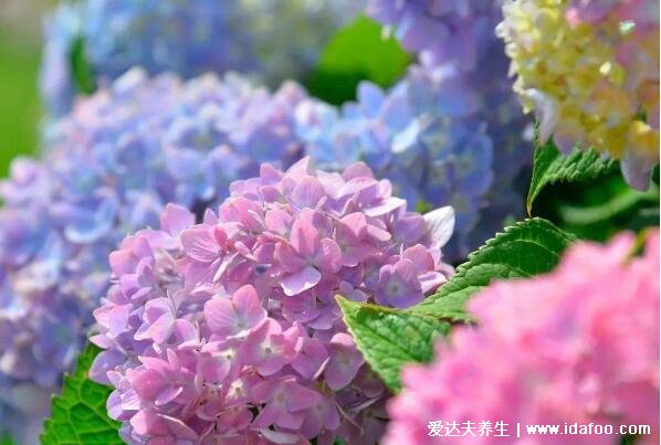 绣球花为什么又叫死人花,绣球花的花语寓意(家里千万不能养6种花)