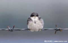 燕子在家里搭窝预示着什么意思,风水学寓