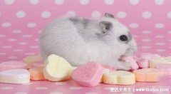 养仓鼠是否会染上鼠疫，家养仓鼠卫生做好