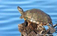 养龟为什么不能养双,一大一小两只龟在一