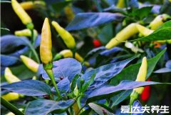 野山椒是什么辣椒,是对辣椒果实朝上生长