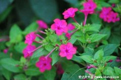 夜来香有毒吗,浓烈的花香有毒养在室外能