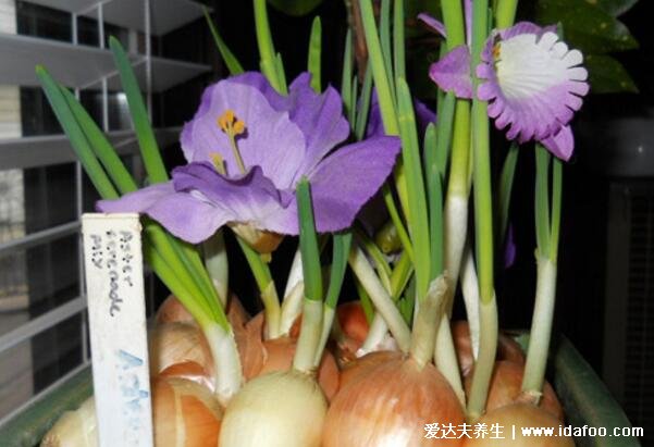 洋葱发芽了还能吃吗,洋葱长出来的芽能吃吗(都能吃无毒)