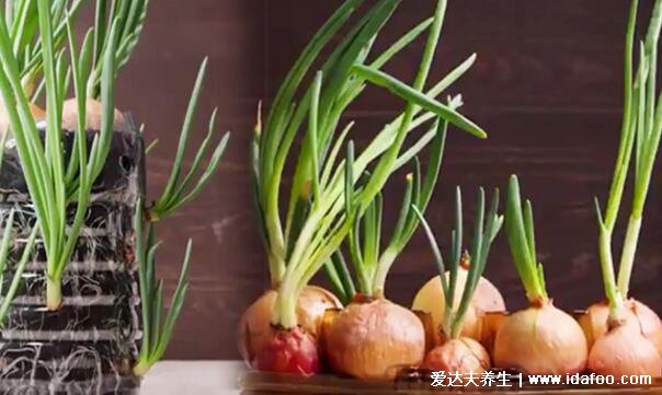 洋葱发芽了还能吃吗,洋葱长出来的芽能吃吗(都能吃无毒)