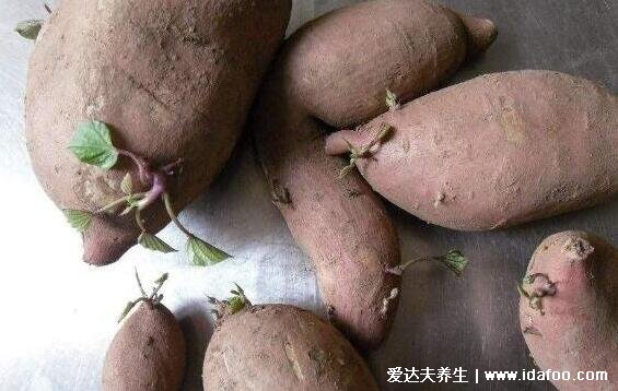 洋葱发芽了还能吃吗,洋葱长出来的芽能吃吗(都能吃无毒)