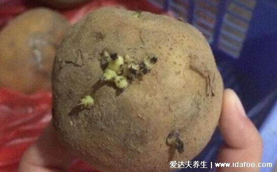 洋葱发芽了还能吃吗,洋葱长出来的芽能吃吗(都能吃无毒)