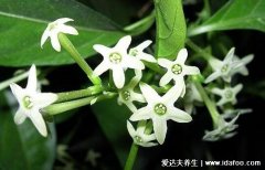夜来香有毒吗能在家里养吗，浓郁花香可失
