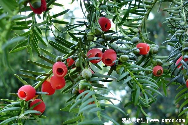 一个农民治癌症的偏方,有杨桃根和刀口药(附抗肿瘤最强中草药)