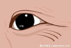 右眼皮跳是什么预兆男人,男人右眼跳是财
