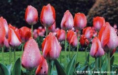 郁金香有毒吗适合室内养吗，有毒长期接触