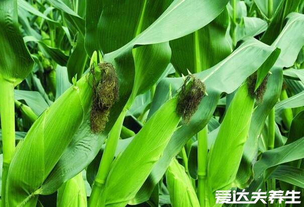 玉米什么时候传入中国的,明代时期从美洲地区引进(附玉米功效)