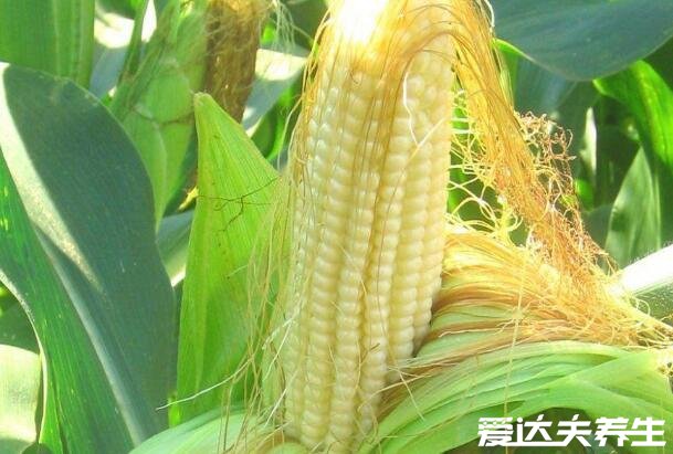 玉米什么时候传入中国的,明代时期从美洲地区引进(附玉米功效)