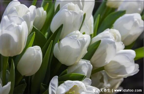 郁金香花语和寓意,象征爱和永远的祝福(颜色不同花语不同)