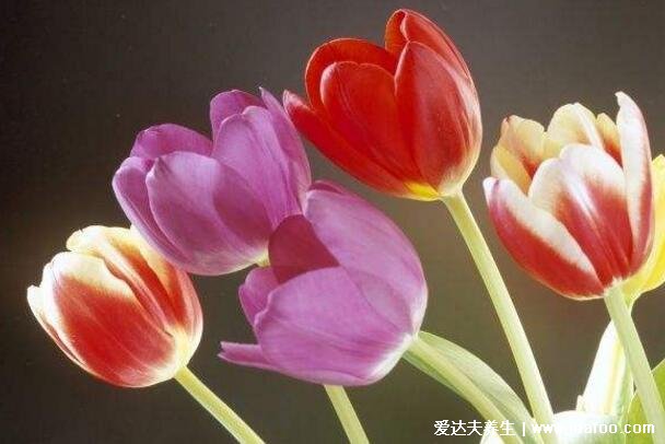 郁金香花语和寓意,象征爱和永远的祝福(颜色不同花语不同)