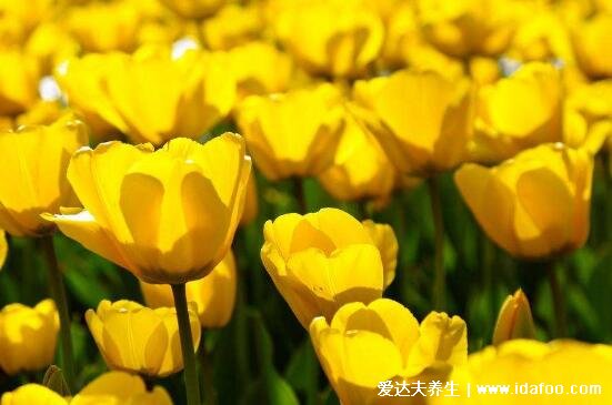 郁金香花语和寓意,象征爱和永远的祝福(颜色不同花语不同)