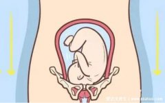 孕妇耻骨在哪个位置示意图片，大腿跟内侧