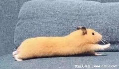 怎么判断仓鼠哭了，仓鼠伤心的3种表现(多是