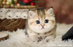 怎么确定猫认主人了,猫咪很粘人会和你一