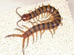 怎么预防蜈蚣爬到床上,四种简单方法帮助