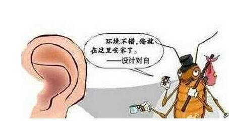 蟑螂会靠近熟睡的人吗,不仅会还可以进入耳朵(耳屎可以保护我们)