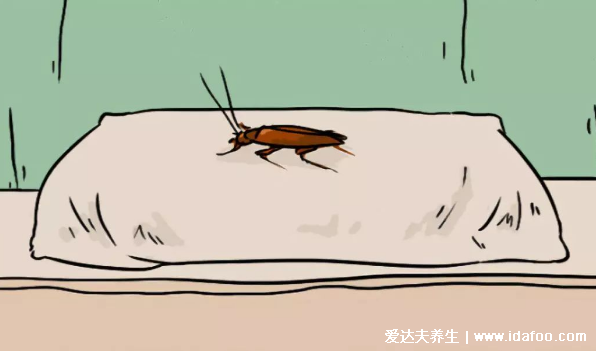 蟑螂会靠近熟睡的人吗,会最喜欢咬幼嫩的肌肤和毛发