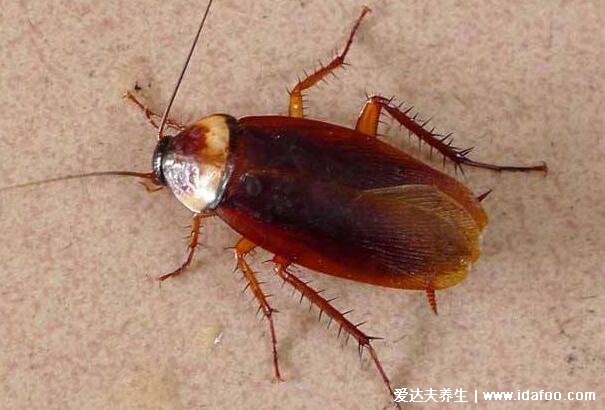 蟑螂是怎么进入家里的,随着外来物品携带进入家中(附根除法)