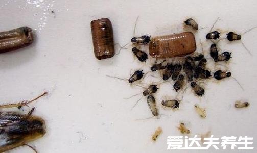 蟑螂是怎么进入家里的,蟑螂怎么消灭最彻底(用拜灭士直接团灭)