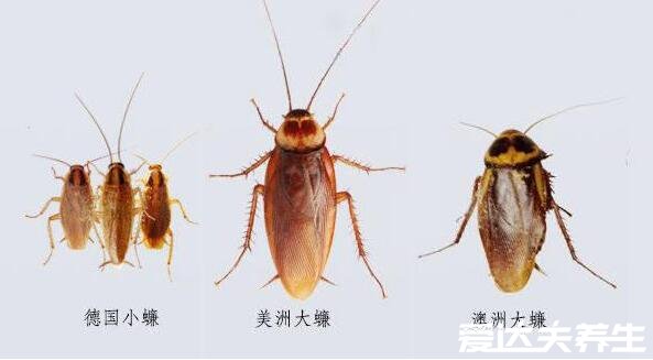 蟑螂是怎么进入家里的,蟑螂怎么消灭最彻底(用拜灭士直接团灭)