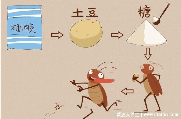 蟑螂怎么消灭最彻底小妙招,家里放一物绝对没蟑螂(千万不要用脚踩)