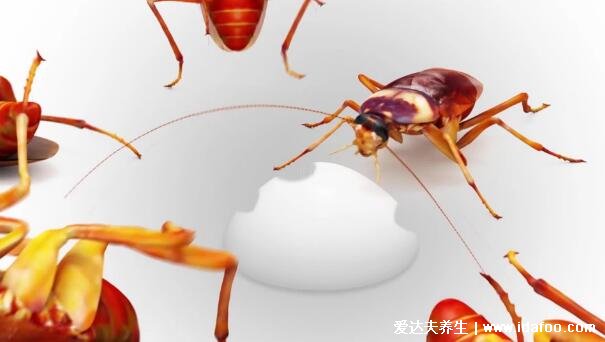 蟑螂怎么消灭最彻底小妙招,家里放一物绝对没蟑螂(千万不要用脚踩)