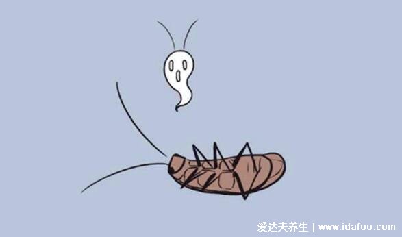 蟑螂怎么消灭最彻底小妙招,家里放一物绝对没蟑螂(千万不要用脚踩)