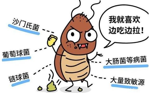 蟑螂怎么消灭最彻底小妙招,家里放一物绝对没蟑螂(千万不要用脚踩)