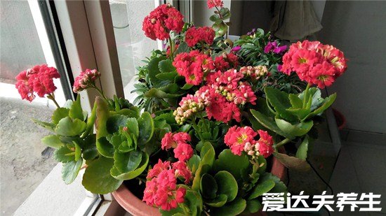 长寿花为什么致癌,不仅无毒不致癌反而能逢凶化吉