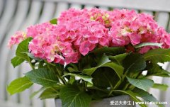 长寿花有毒吗为什么致癌,没毒不致癌还能