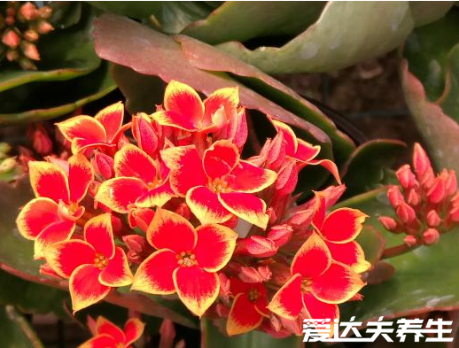 长寿花有毒吗,又为什么致癌,关于长寿花的辟谣